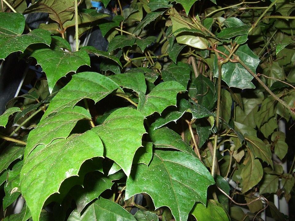 Cissus