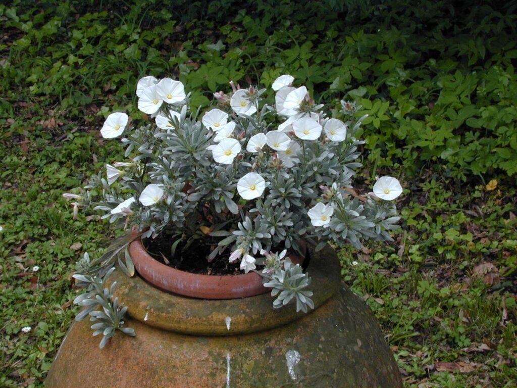 Convolvulus plateado