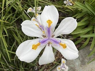 Dietes blanco