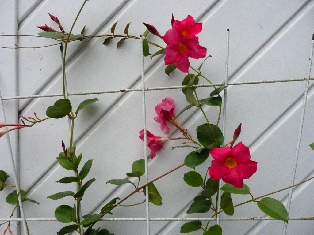 Dipladenia