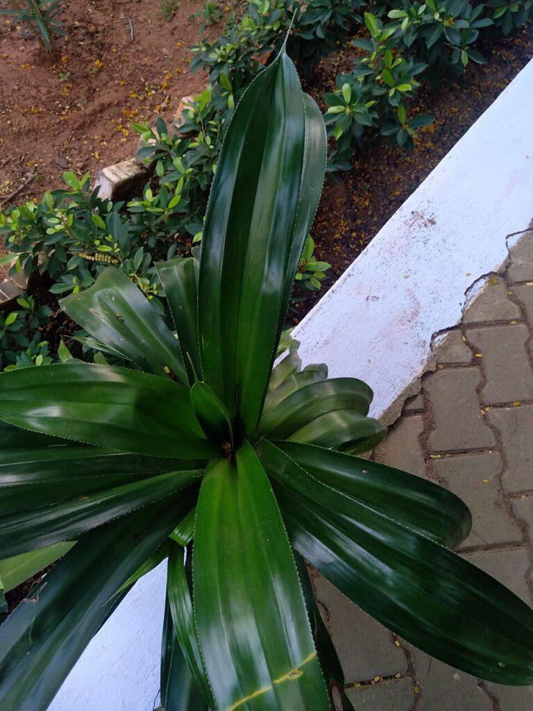Dracaena fragrans