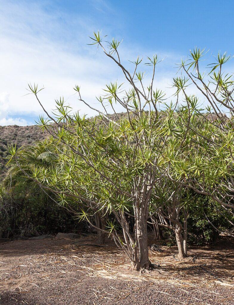 Dracaena marginata