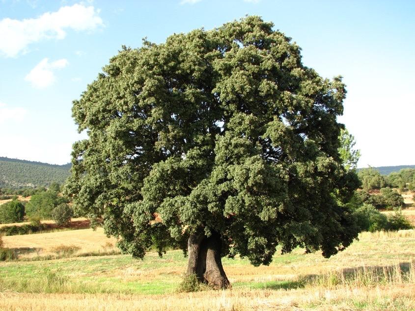 Encina