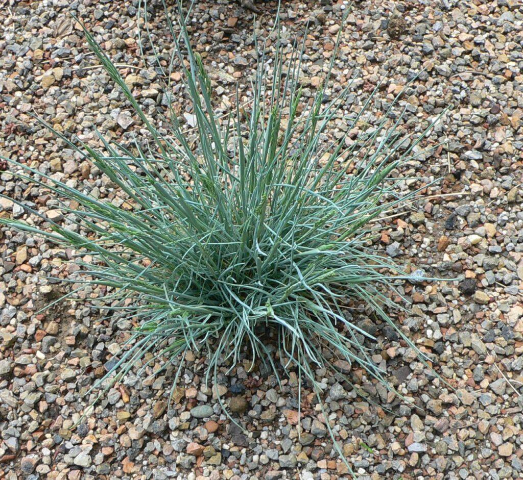 Festuca azul