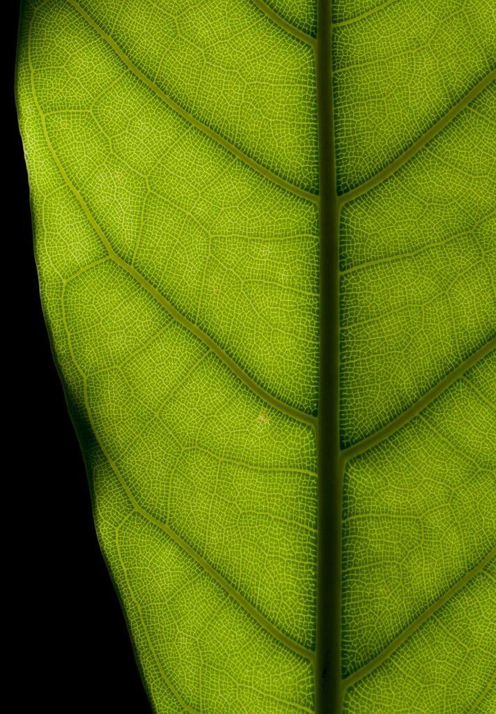Ficus elastica