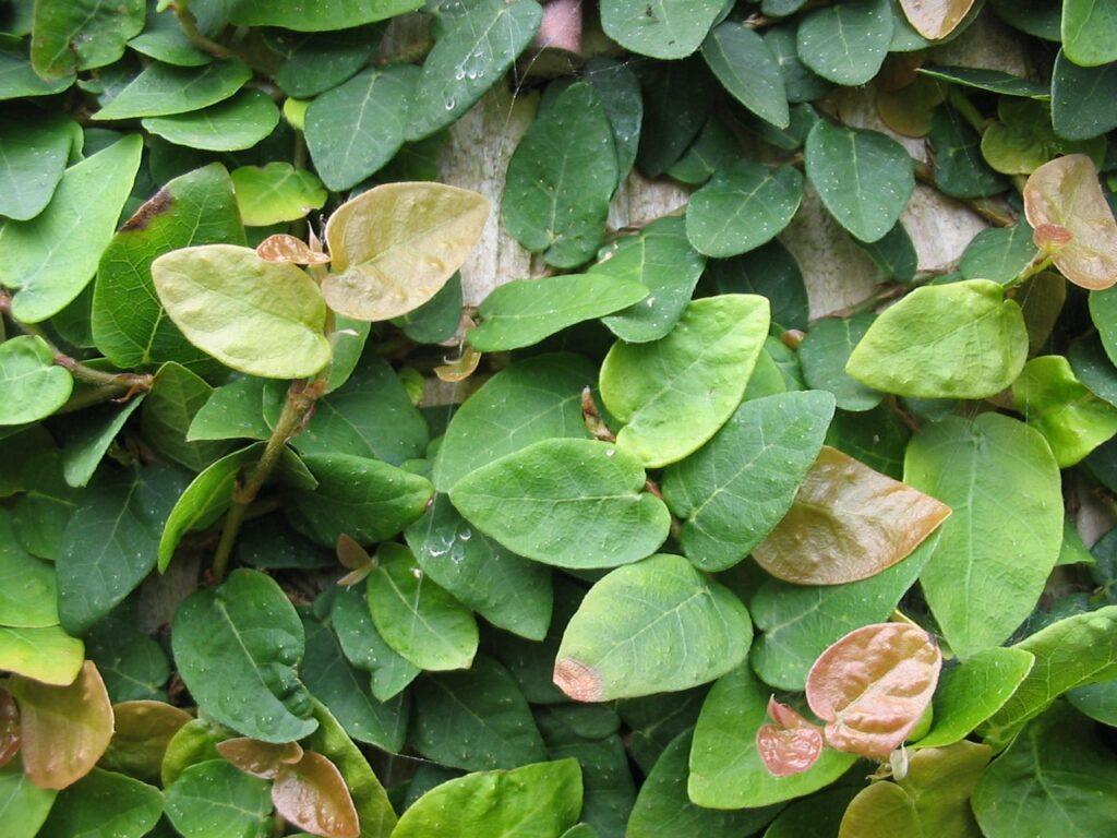 Ficus trepador