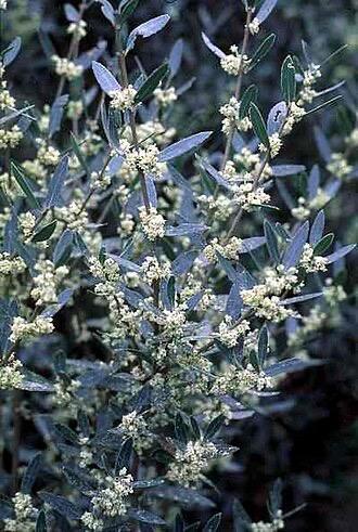 Filirea
