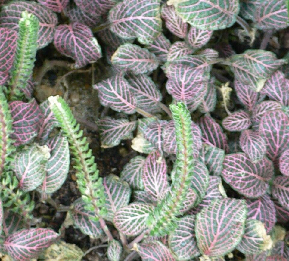 Fittonia