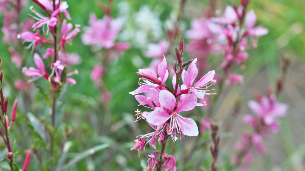 gaura