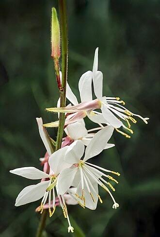 Gaura