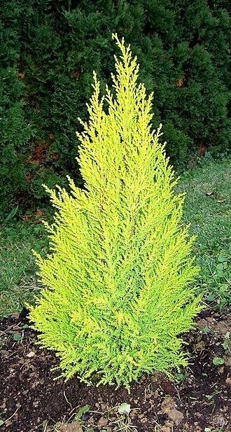 Gold Crest