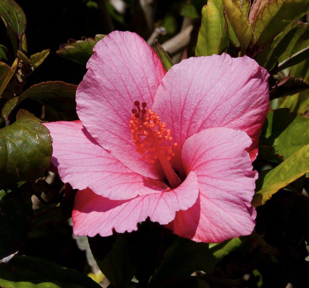 Hibisco