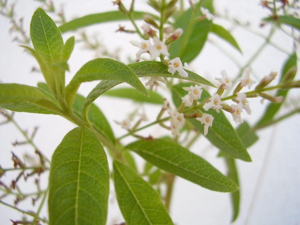 Hierba luisa