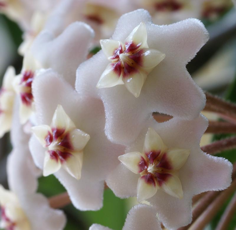 Hoya