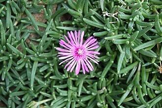 Lampranthus