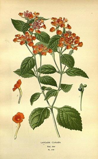 Lantana