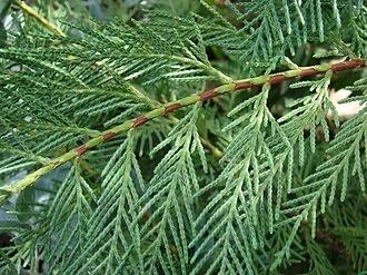 Leylandii