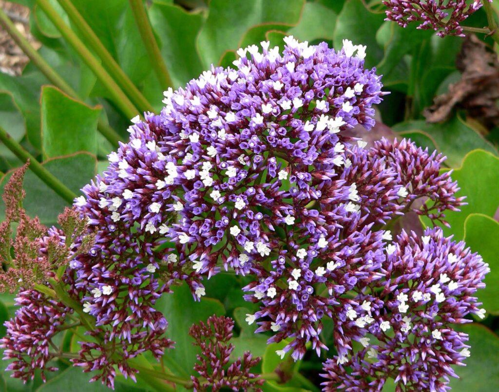 Limonium perezi