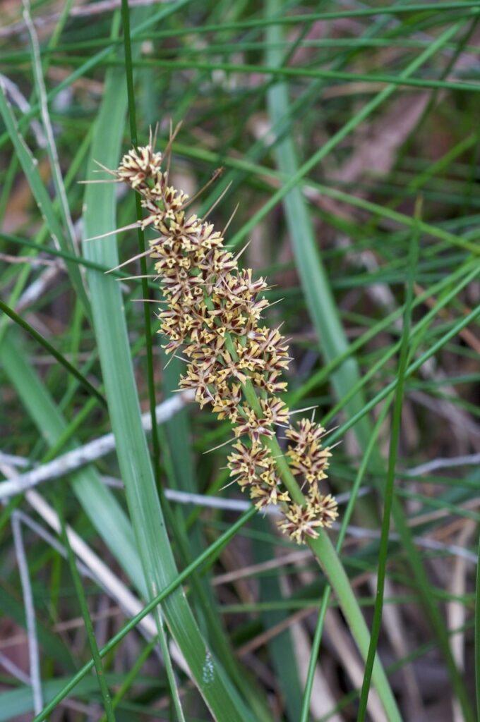 Lomandra