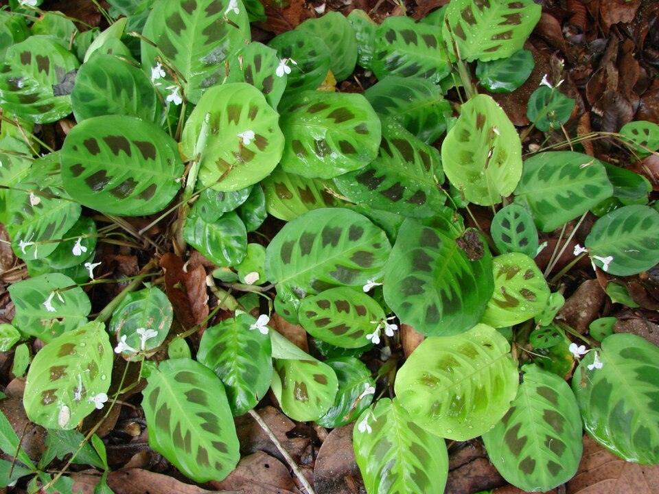 Maranta