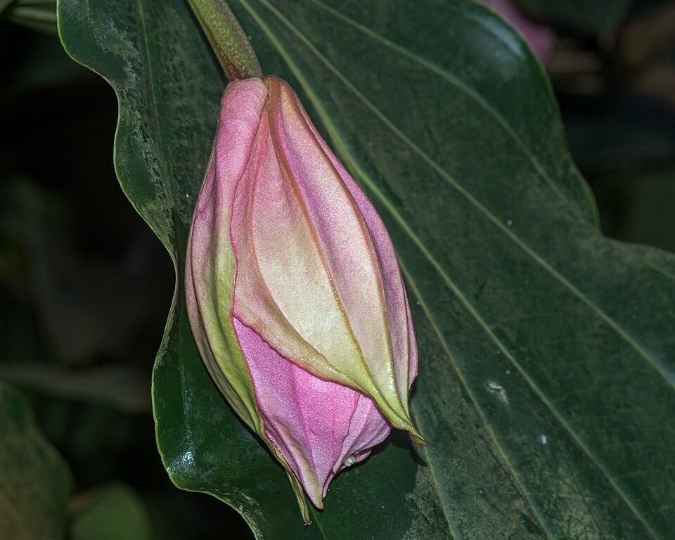 Medinilla
