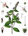 Menta