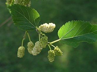 Morera blanca