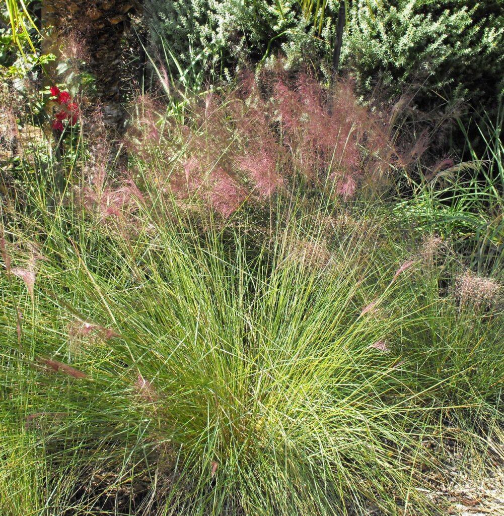 Muhlenbergia