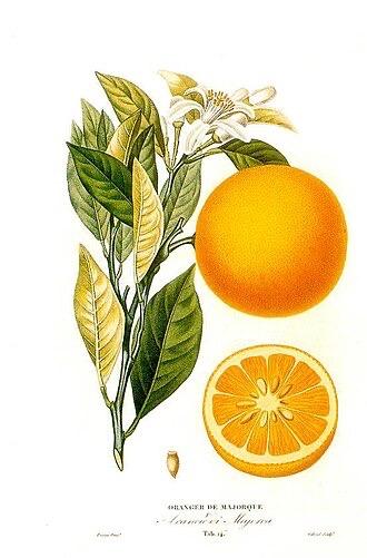 Naranjo
