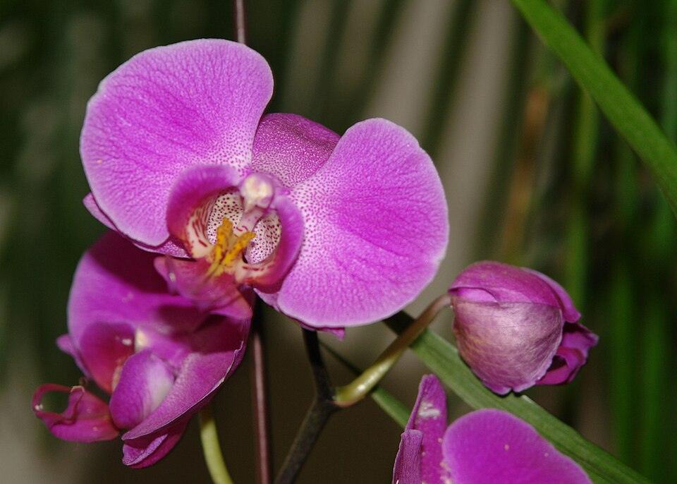 Orquídea Phalaenopsis