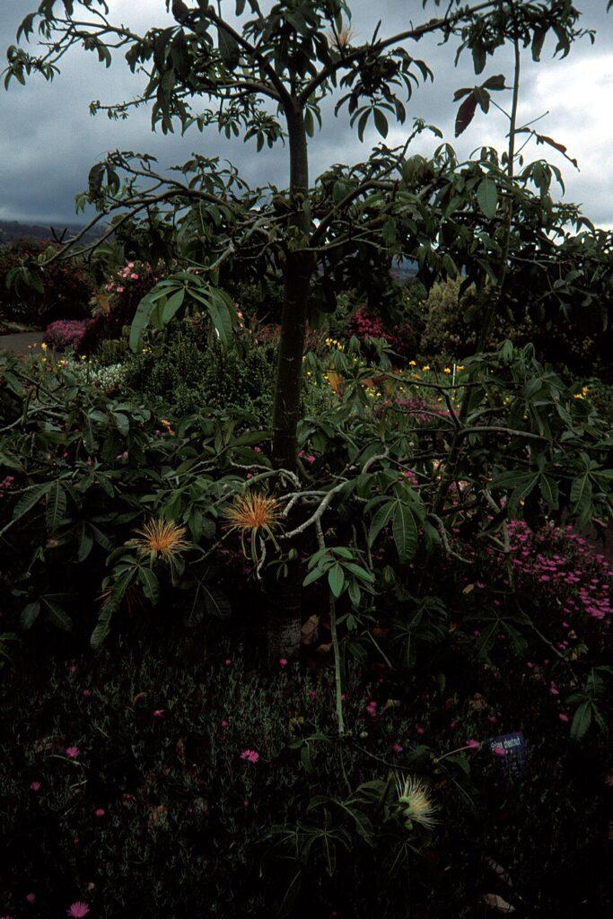 Pachira