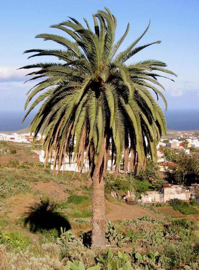 Palmera canaria