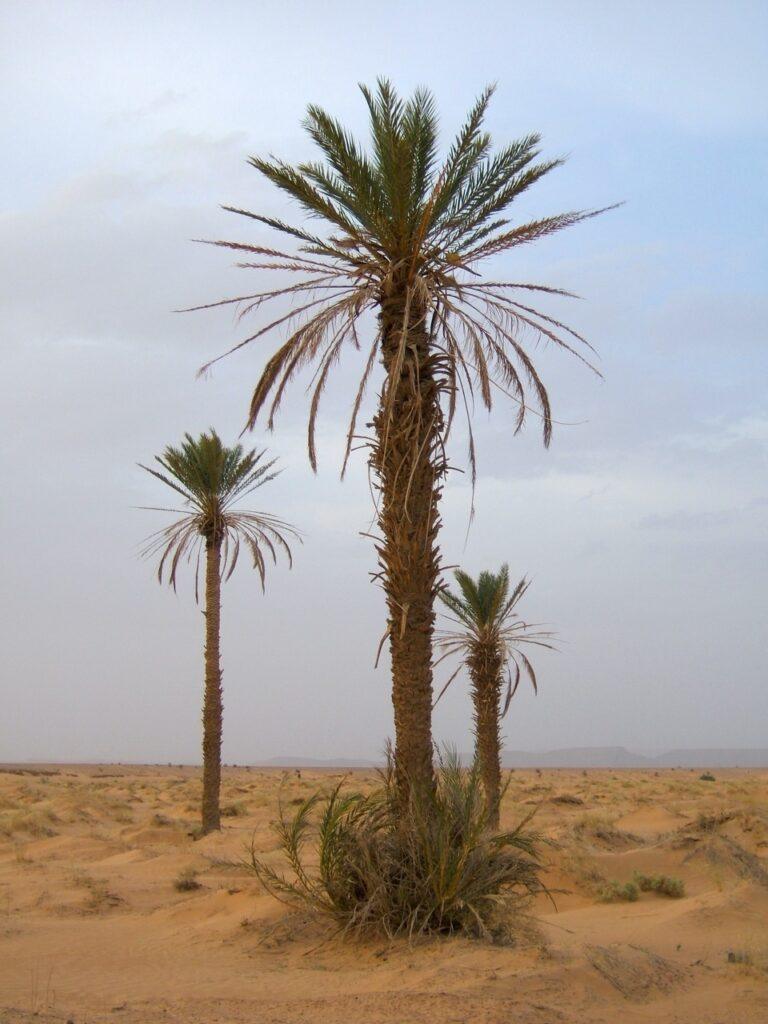Palmera datilera