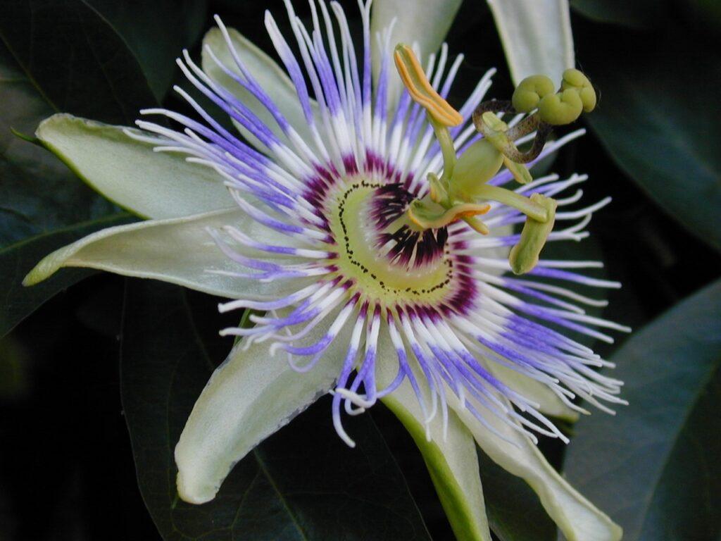 Pasiflora