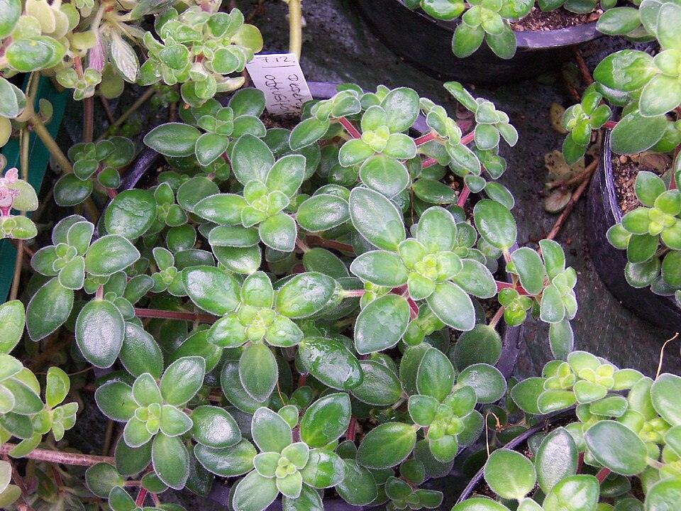 Peperomia