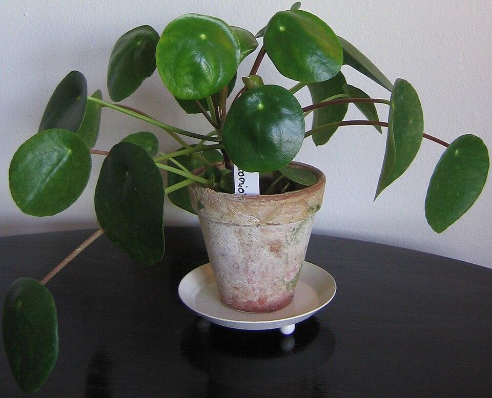 Pilea