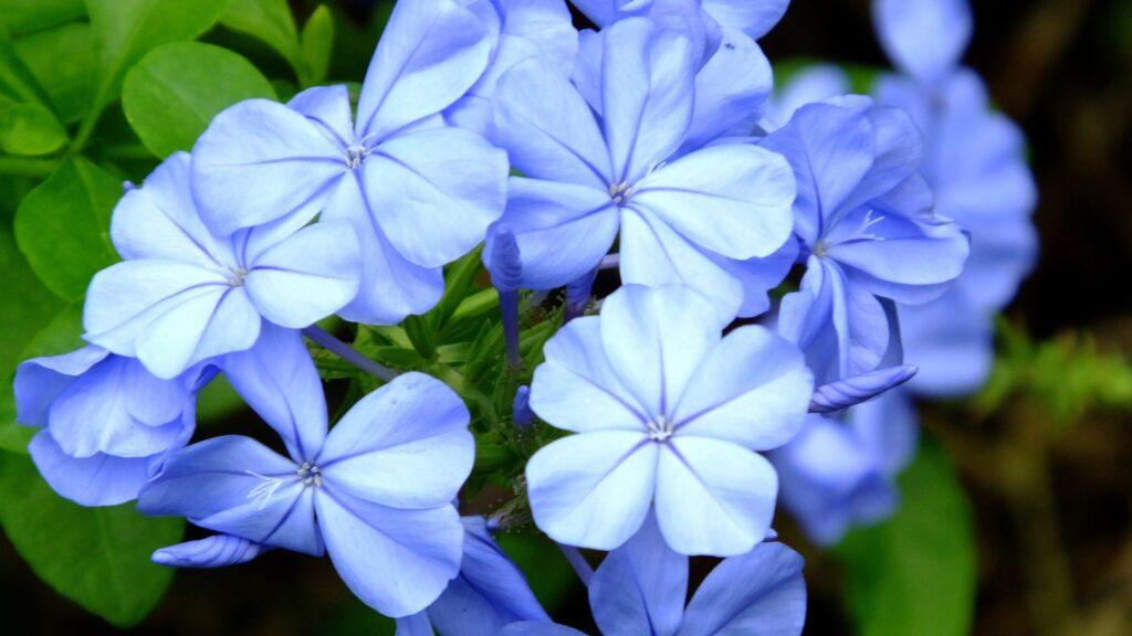 plumbago