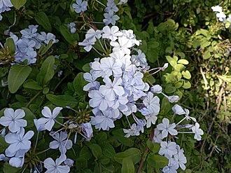 Plumbago