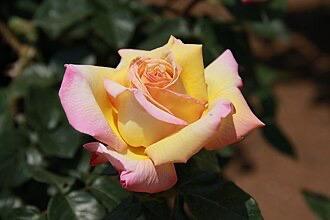 Rosal trepador