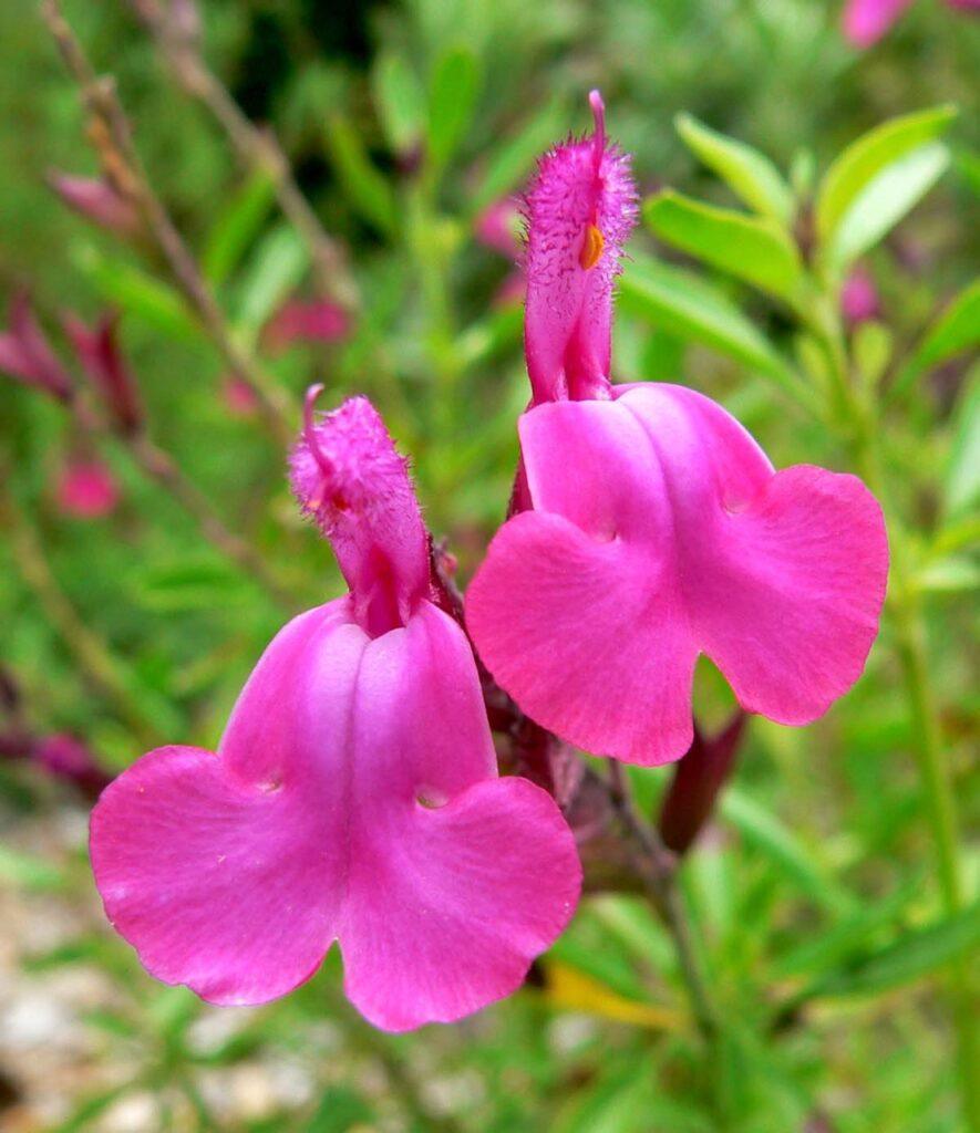 Salvia ornamental