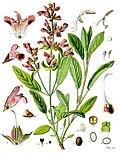 Salvia