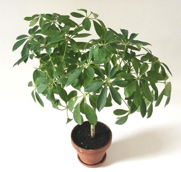 Schefflera