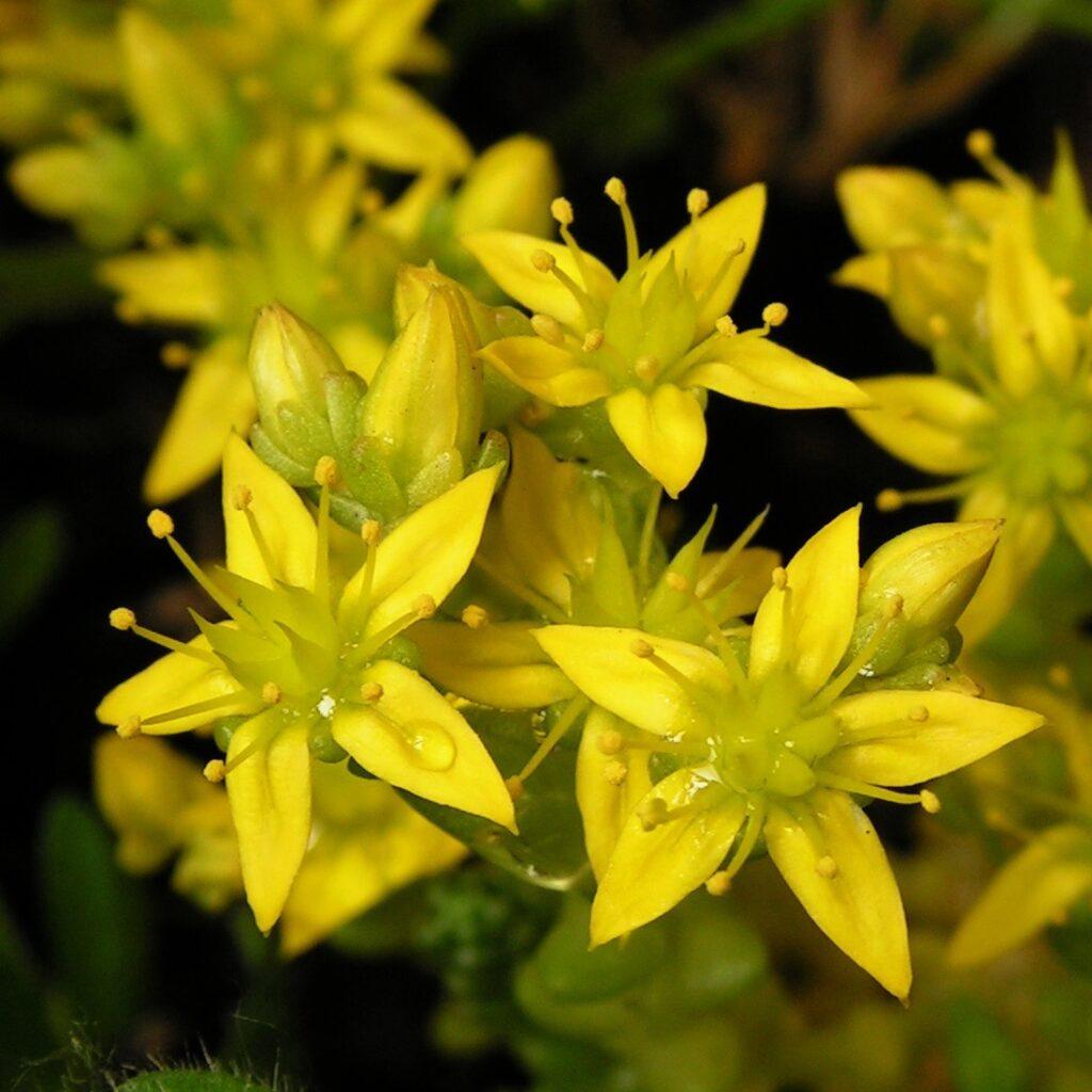 Sedum