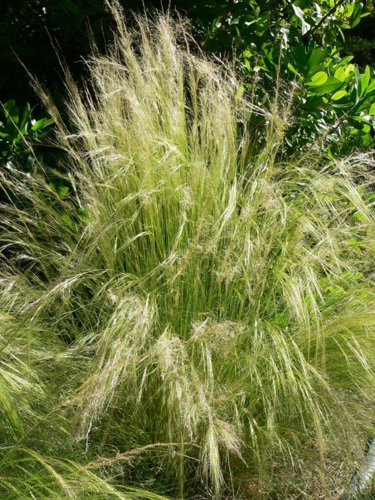 Stipa