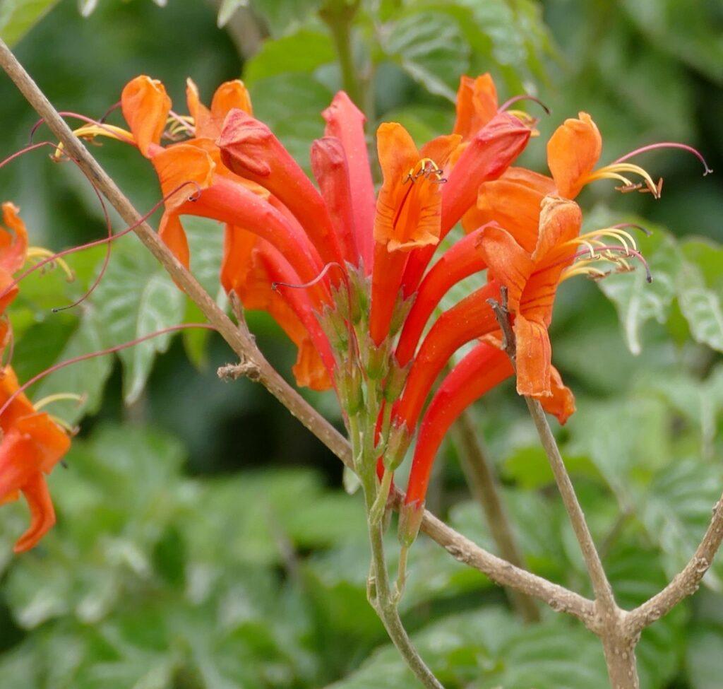 Tecomaria