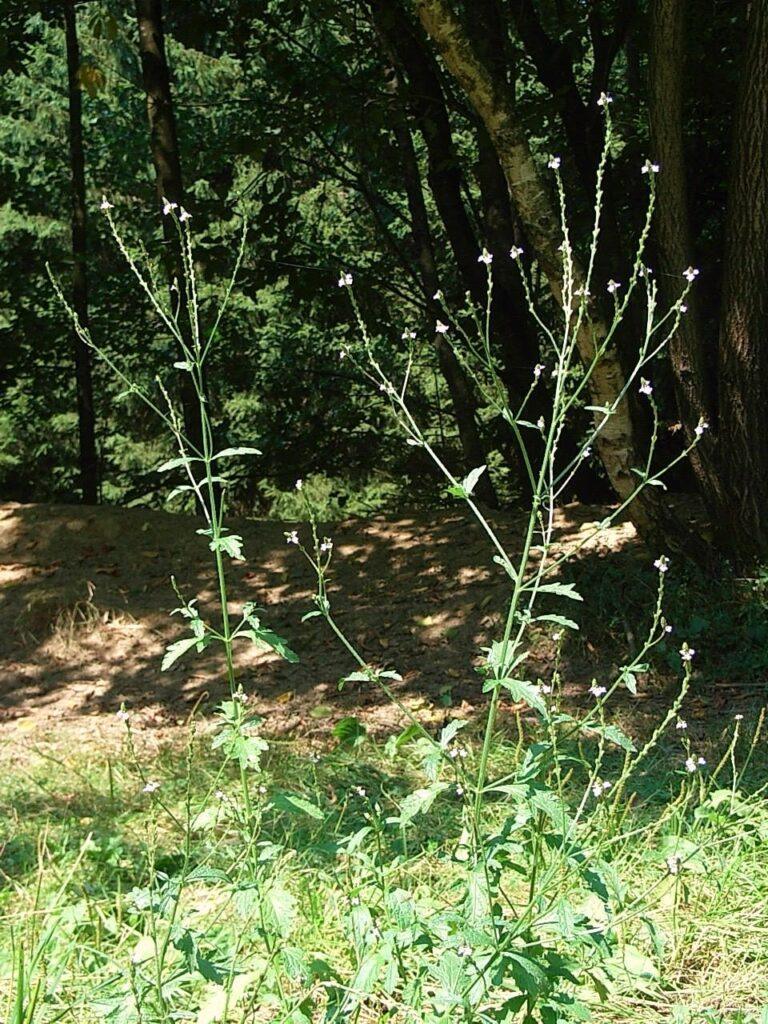 Verbena