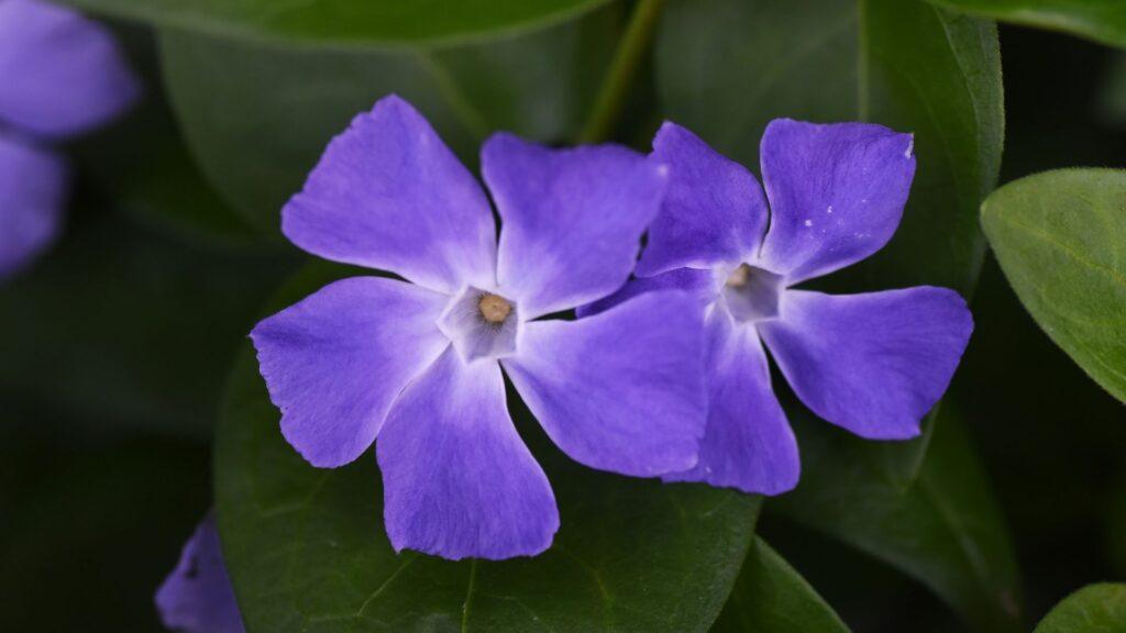 vinca