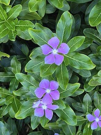 Vinca