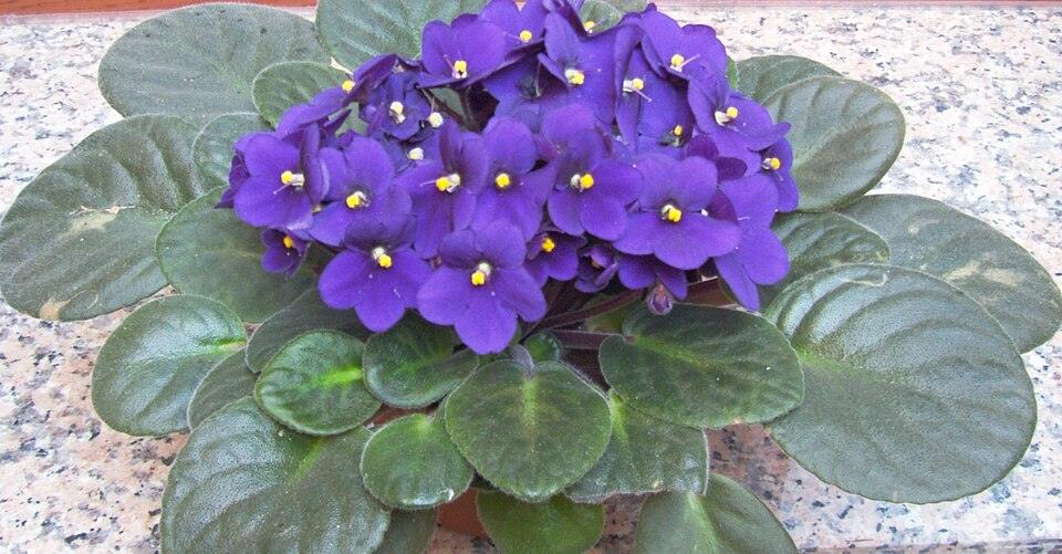 Violeta africana