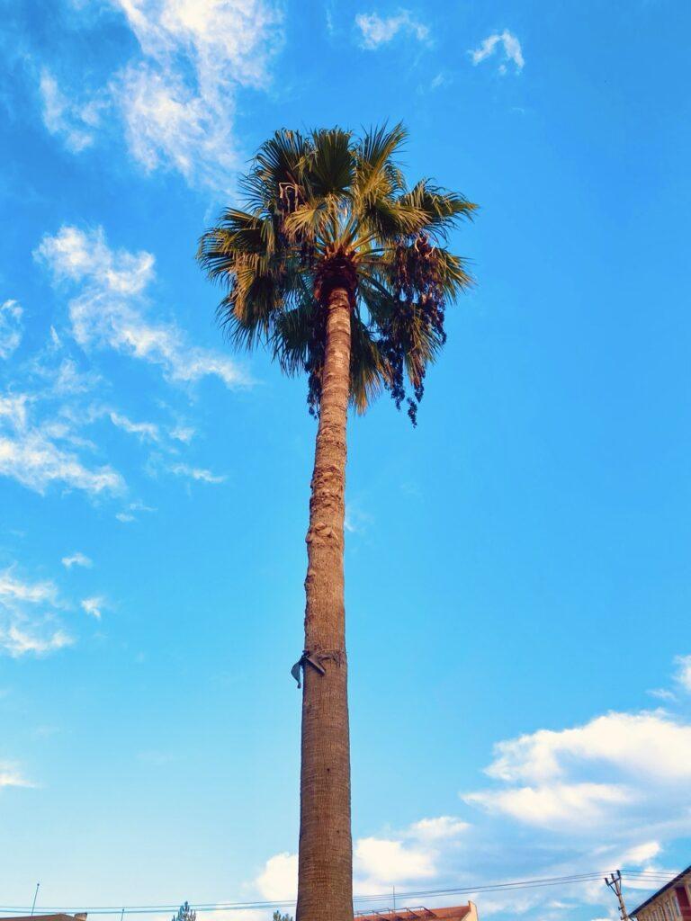 Washingtonia